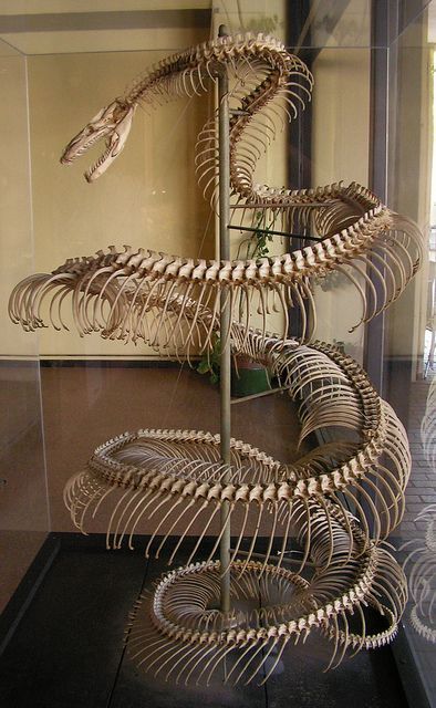 Dinosaurus Skeletal