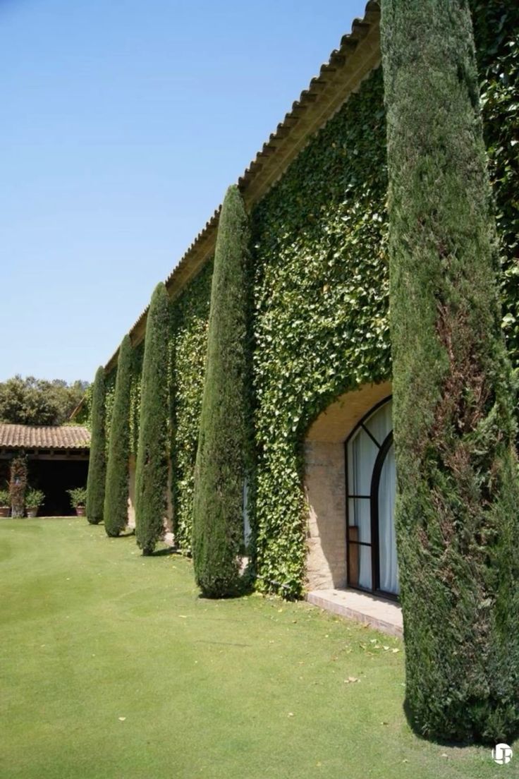 Poisonous Ivy